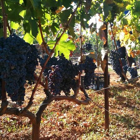 Vineyard Country House With Panoramic Seaview Александруполис Екстериор снимка